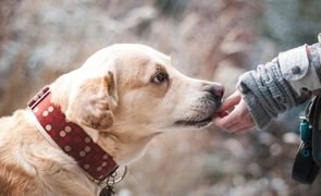 cachorro de coleira vermelha